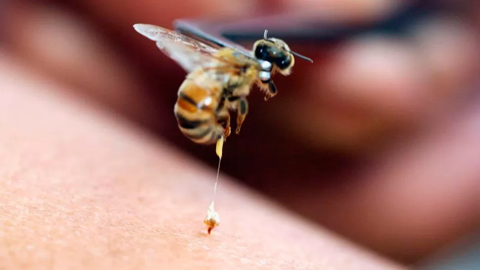 Una mujer falleció por una picadura de abeja en el rostro