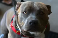 Otros casos de perros protectores