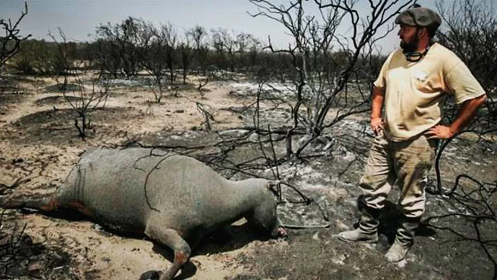 ARRASÓ CON TODO. Sólo en La Pampa, el fuego consumió más de 800 mil hectáreas de campo. FOTO TOMADA DE LABRUJULA24.COM