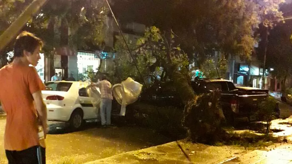 Un árbol cayó en Tafí Viejo y no provocó una tragedia de milagro. FOTO ENVIADA A TRAVÉS DE WHATSAPP