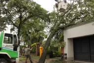 El viento causó la caída de al menos 28 árboles en los barrios capitalinos