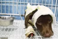 Murió Chocolate, el perrito que fue despellejado vivo en Córdoba