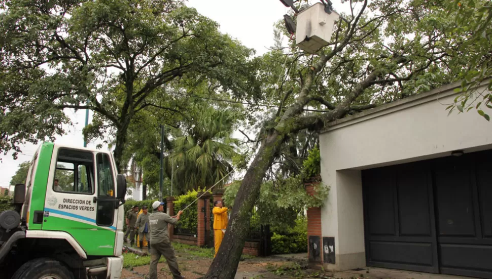El viento causó la caída de al menos 28 árboles en los barrios capitalinos