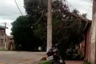 Un enorme árbol se encuentra desplomado desde la tormenta del lunes