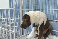 Detuvieron al hombre que despellejó vivo al cachorro Chocolate