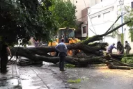 Video: operarios podaron el árbol que cayó y aplastó un automóvil