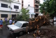 Un árbol se vino abajo y aplastó un automóvil