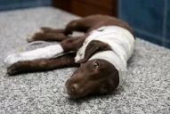 Contaron detalles sobre el brutal ataque a Chocolate