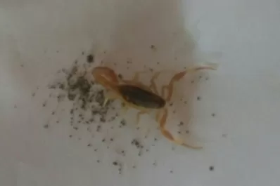 Tucumán es la provincia en la que se registró la tasa más alta de picaduras de alacrán