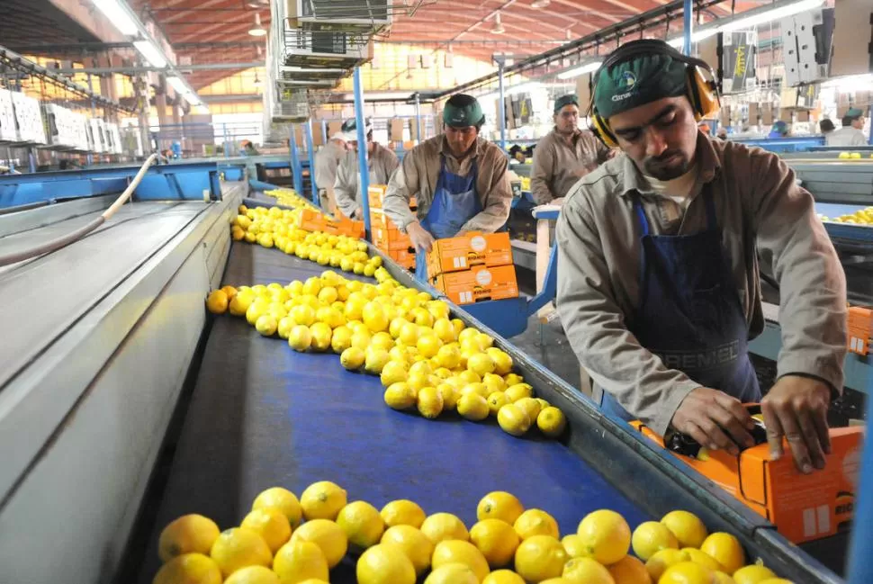 HACIA EL PAÍS DEL NORTE. Están dadas todas las condiciones para que el limón se comercialice en Estados Unidos.  