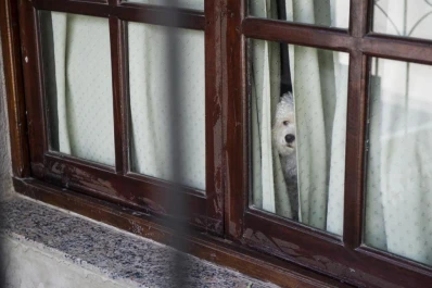 Encerraba a los perros en su casa para torturarlos, abusar de ellos y matarlos