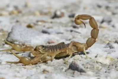 Advierten sobre el incremento de picaduras de alacranes en Tucumán