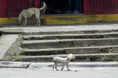 “Necesitamos gente que se involucre en la lucha contra el maltrato animal”