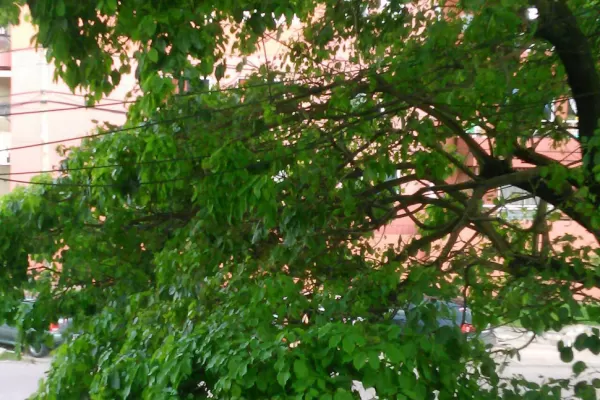 Un vecino del barrio Floresta denunció la presencia de cables sueltos
