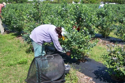 Arándanos: una modificación en el régimen laboral preocupa a los productores