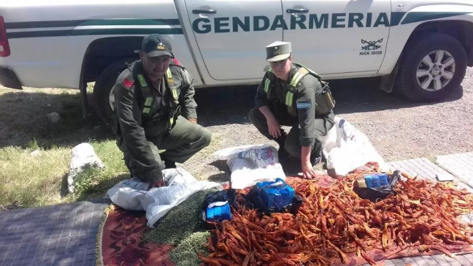 EL SECUESTRO. Personal del Escuadrón 55 de Gendarmería Nacional muestran los paquetes de cocaína que estaban ocultos en orégano y ajíes.  