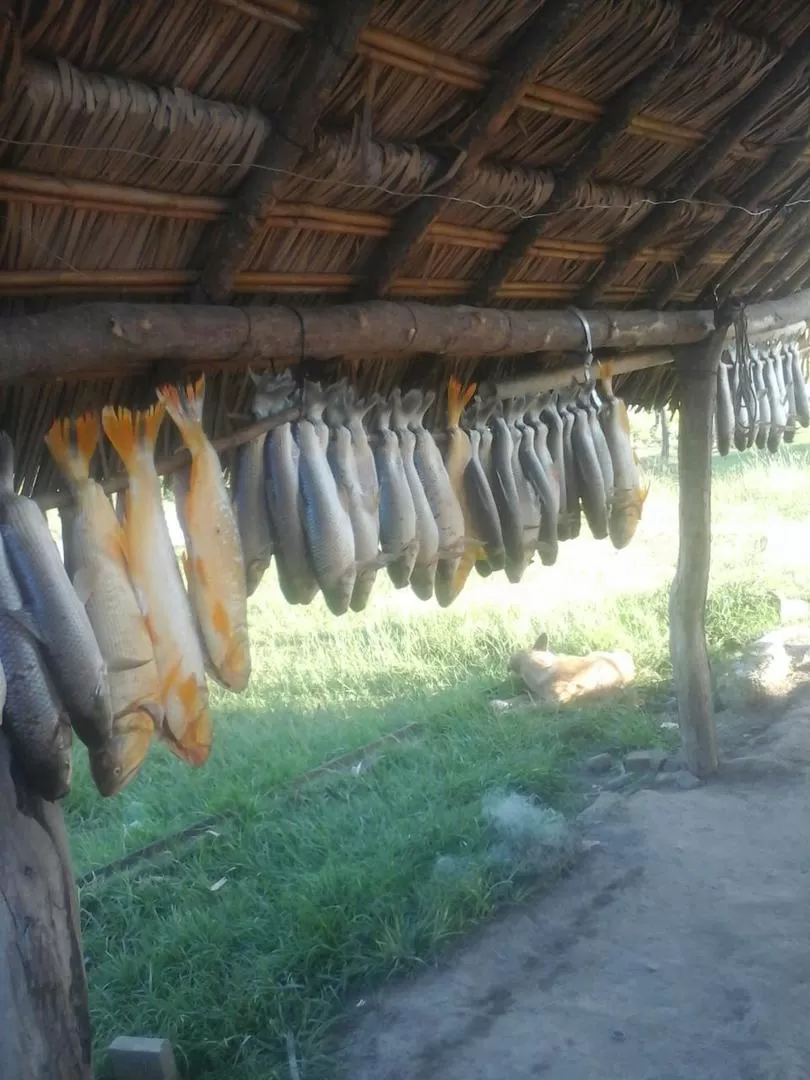 UN DESASTRE. Decenas de dorados y sábalos fueron capturados con redes y luego colgados en un quincho en Leales. 