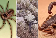 Medidas para prevenir la picadura de animales ponzoñosos