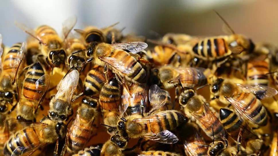 ENJAMBRE. Las picaduras de numerosas abejas pueden causar problemas de salud y hasta la muerte. FOTO TOMADA DE CLAVELOCAL.COM