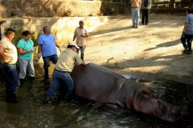 Tremendo: mataron de una paliza al último hipopótamo del zoo de El Salvador