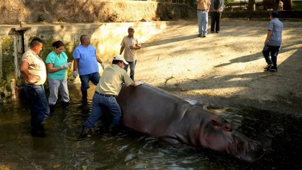 GUSTAVITO. El cadáver del hipopótamo, rodeado por trabajadores. FOTO TOMADA DE TELEFENOTICIAS