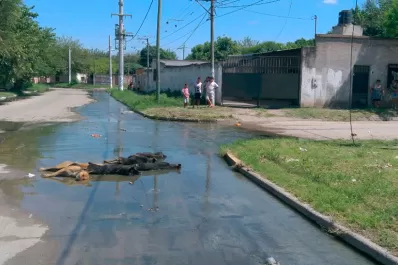 Un cable se cortó y electrocutó a seis perros en el barrio Almafuerte