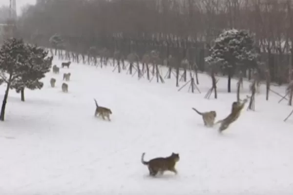 Quiso filmar un grupo de tigres con un drone, pero el intento terminó mal
