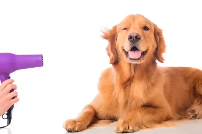 Los beneficios de que tu mascota tenga una prepaga