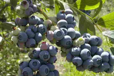 Productores de arándanos rebaten a Macri y aseguran que el sector está en terapia intensiva