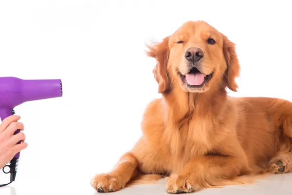 Los beneficios de que tu mascota tenga una prepaga