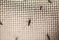 En Santa Fe nació un bebé con microcefalia por zika y se sumó al caso de Tucumán