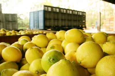 En otro robo de limones, se llevan 1.300 kilos de dos fincas