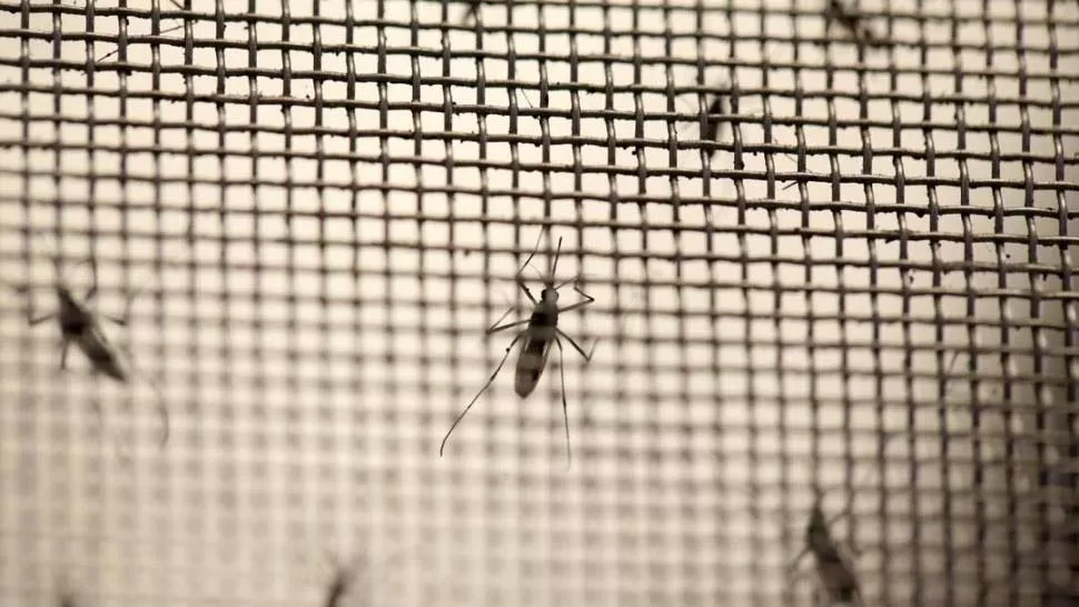 Elmosquito Aedes aegypti es transmisor de varias enfermedades. FOTO DE ARCHIVO DE REUTERS.
