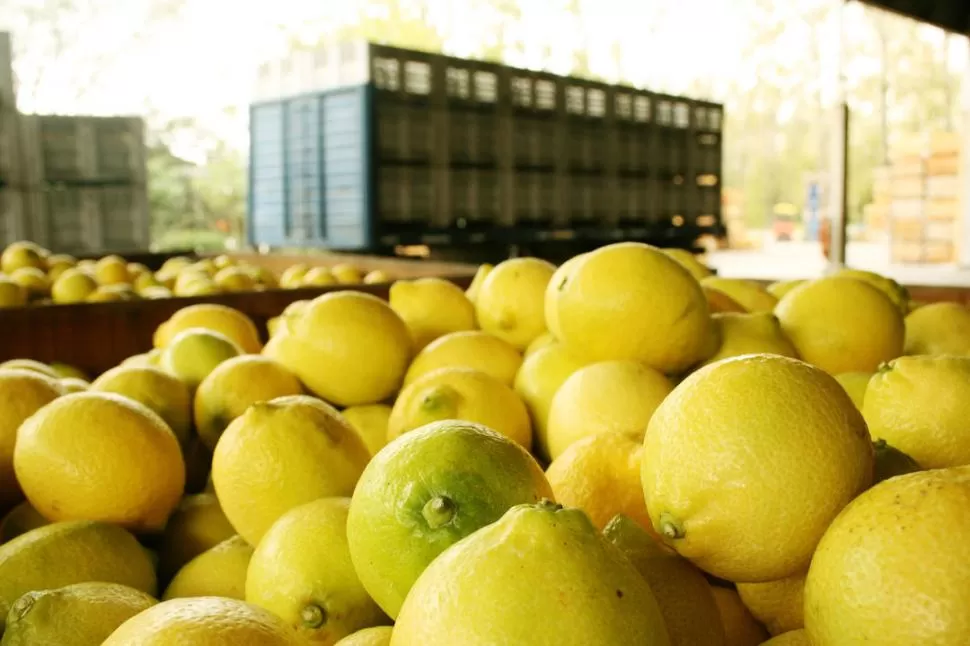 COTIZAN EN ALZA. Los limones robados se venden en verdulerías y puerta a puerta en la provincia. MINISTERIO DE AGROINDUSTRIA (archivo)