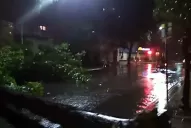 Video: un árbol cayó e impidió el tránsito en Jujuy al 300