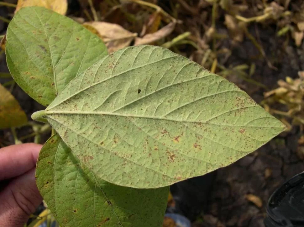AMENAZA LATENTE. La roya asiática de la soja provoca lesiones en las hojas, lo cual reduce abruptamente el rendimiento final de los cultivos. ARCHIVO