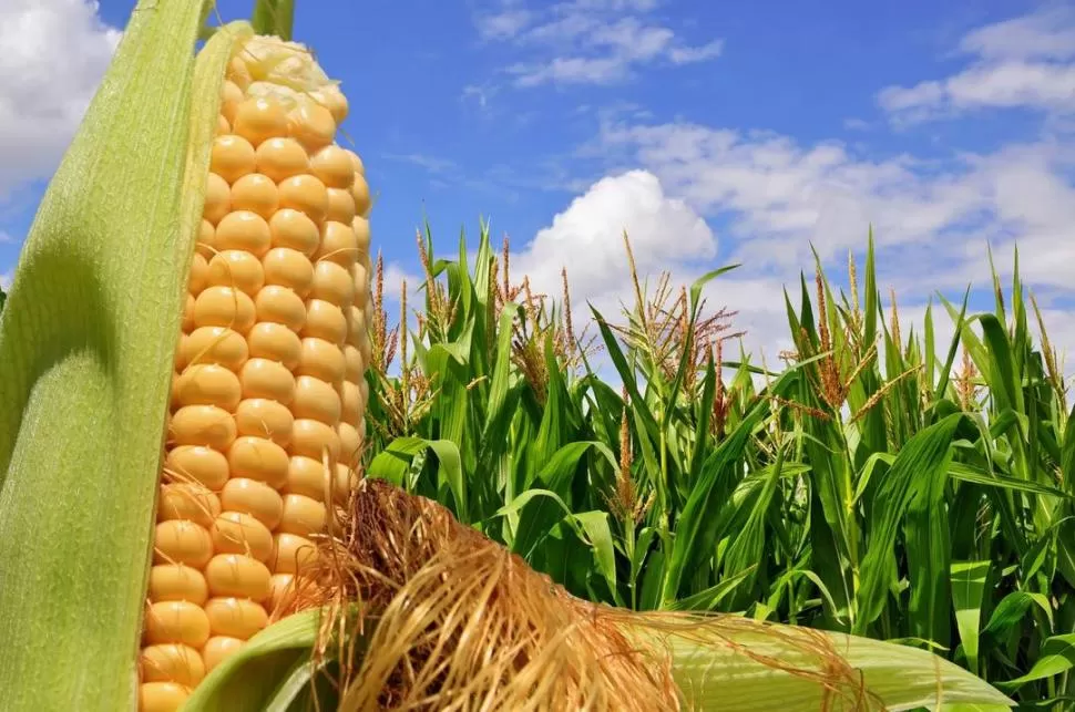 POSITIVO. Prevén el crecimiento de operaciones en el mercado de maíz. 