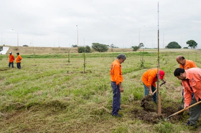 Estos son los árboles que se plantarán en el plan Tucumán nuestro jardín