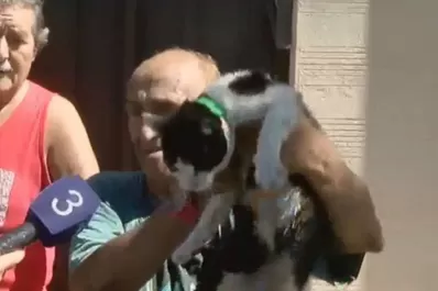 Su gata lo salvó de morir en un incendio
