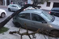 Un árbol cayó sobre un auto en el microcentro