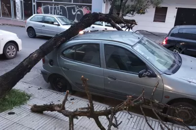 Un árbol cayó sobre un auto en el microcentro
