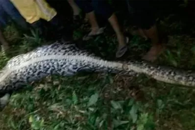 Escalofriante video: una pitón de siete metros se tragó a un hombre