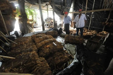 Dirigentes tabacaleros reclaman socorro financiero para los pequeños productores