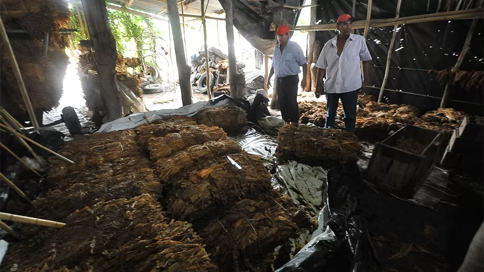 SIN NADA. Tabacaleros se quedaron sin sus cosechas tras la inundación. LA GACETA / FOTO DE OSVALDO RIPOLL