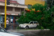 Un árbol cayó sobre tres autos en Juan B Justo y Martín Berho