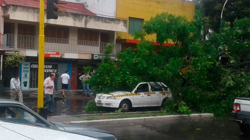 Un árbol cayó sobre tres autos en Juan B Justo y Martín Berho