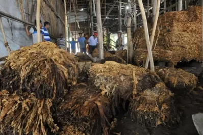 El sector tabacalero sufrió daños irrecuperables a causa de las tormentas en el sur