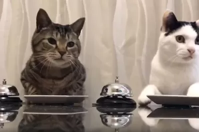 Video: gatitos tocan timbres para pedir comida
