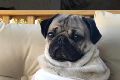 Conocé a las cinco mascotas más famosas de las redes sociales