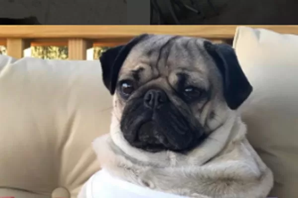 Conocé a las cinco mascotas más famosas de las redes sociales